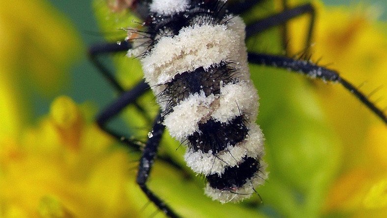 Sinekleri Nekrofili Yapan Mantar: Entomophthora Muscae
