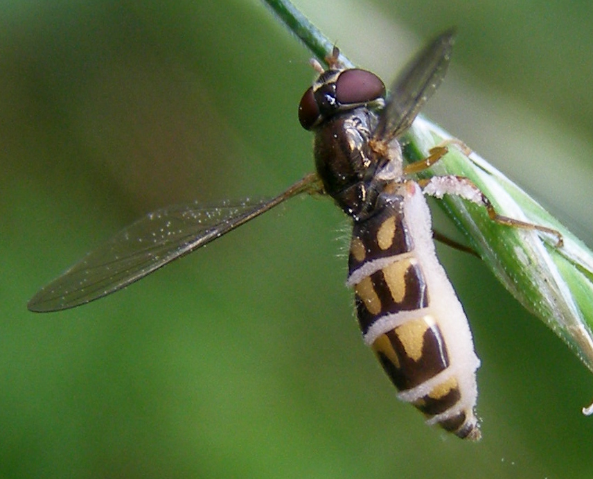 Sinekleri Nekrofili Yapan Mantar: Entomophthora Muscae